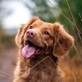 Dog with tongue out looking right