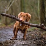 Dog walking with big stick in mouth